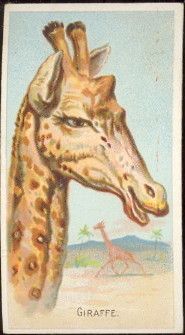 N25 Wild Animals of the World Giraffe.jpg